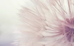 Aerial dandelion on yellow beige background