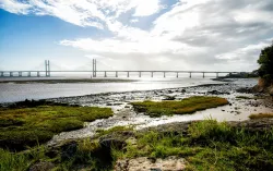 Seagrass Meadow near the Severn Bridge