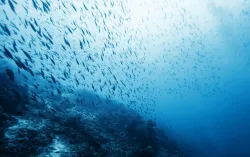 Shoal of fish in ocean