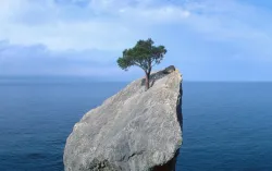 Tree on rock at sea