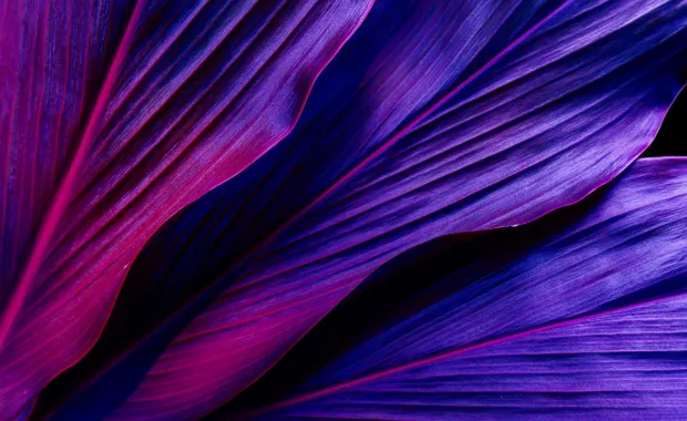 Abstract of tropical plant leaves