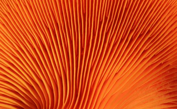 Databricks Accelerator Partner