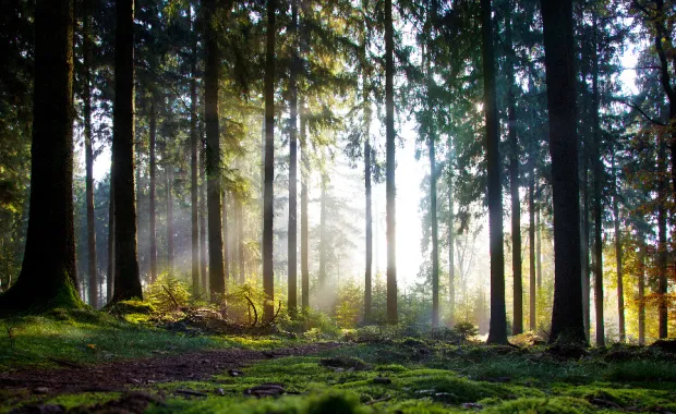 autumn in the forest