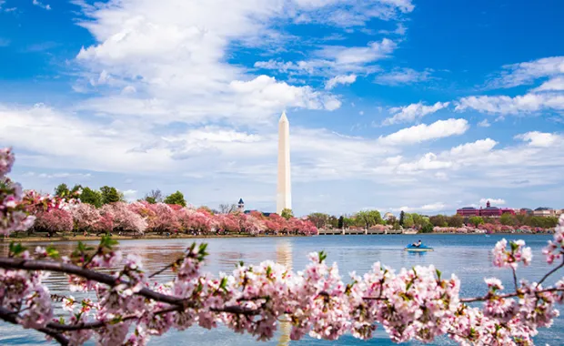 Washington DC, bloom Sakura