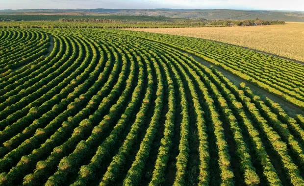 Aerial view of a coffee bean farm