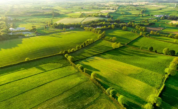 aerial-view-of-green-fields-and-tree