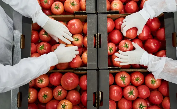 Lagerarbetare packar tomater för leverans