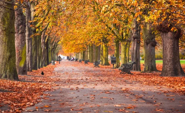 Tree-lined park avenue covered in fallen autumn leaves, with benches along the path.