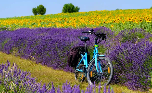 vélo dans un champ de lavande et de tournesol représentant la sobriété énergétique