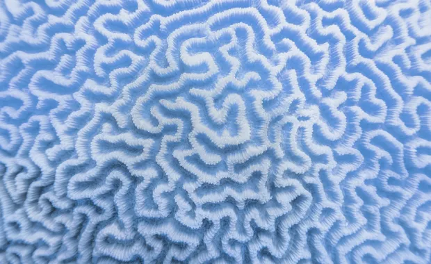Detailaufnahme einer blauen Koralle mit weißen Linien