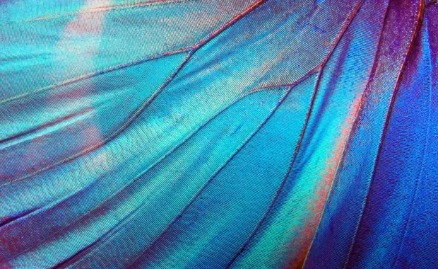 Schmetterlingsflügel-Textur