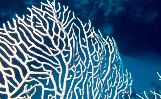 coral-reef