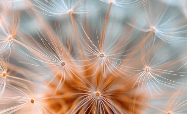 A close-up of a dandelion seed