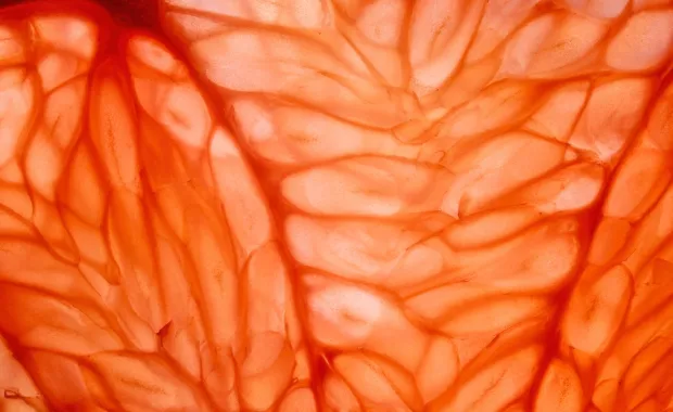 Abstract close-up of translucent orange material with overlapping folds and vein-like lines, creating an organic, layered texture.