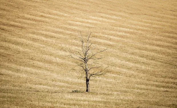 Dead tree stands a lone in an environemtn of dray grass pasture