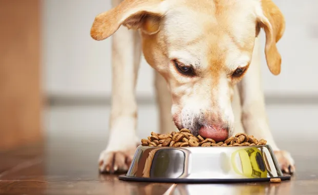 Hund frisst Tierfutter aus einem Futternapf