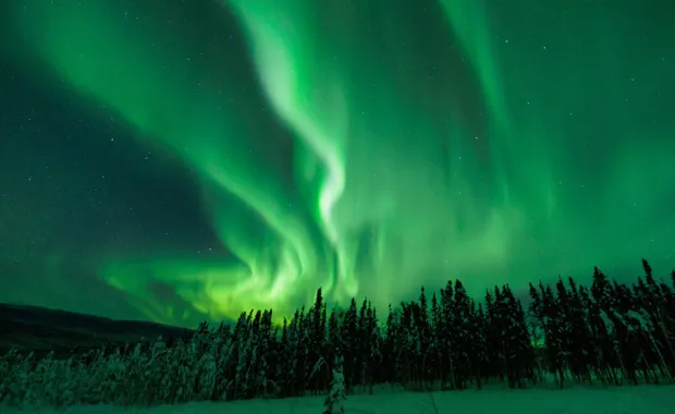 Green coloured northern lights over forest