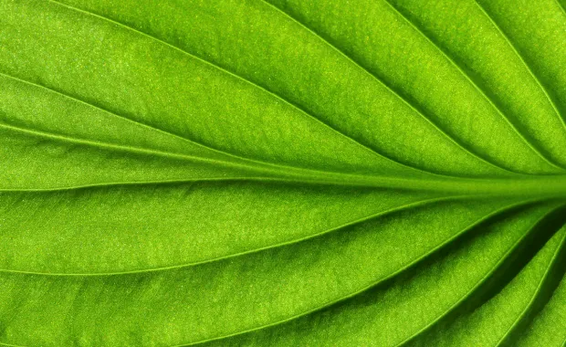 close us of a green leaf