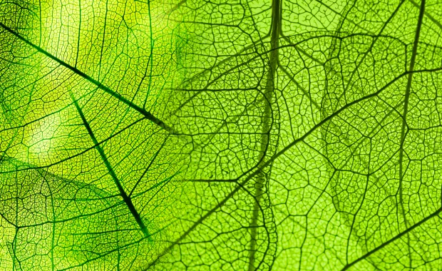 Close up detail of a leaf