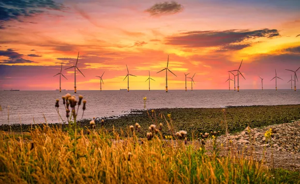 Ett fält med vindkraftverk i solnedgång