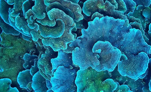 Close-up of blue and teal ruffled coral formations