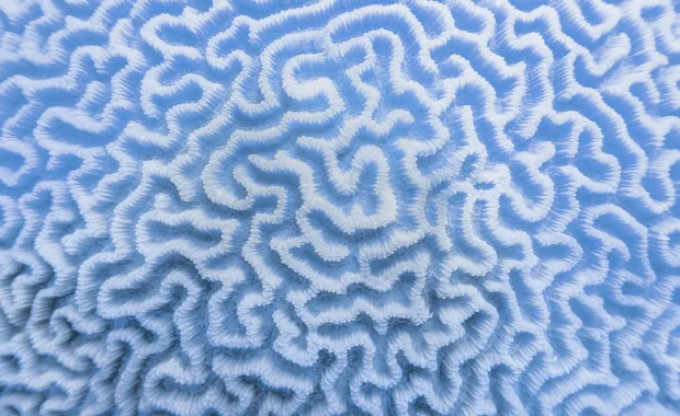 Abstract blue-and-white maze-like pattern.