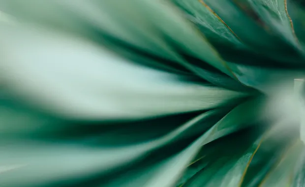 green abstract plant leaf pattern
