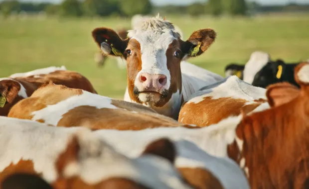 Cows in a field