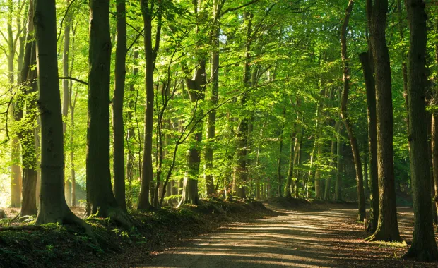 Sunlight filters through tall green trees in a forest