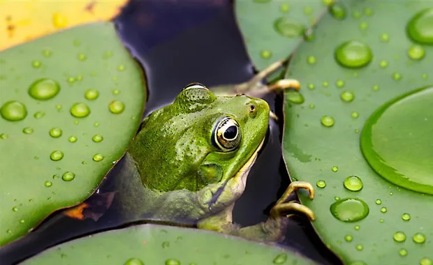frog in water