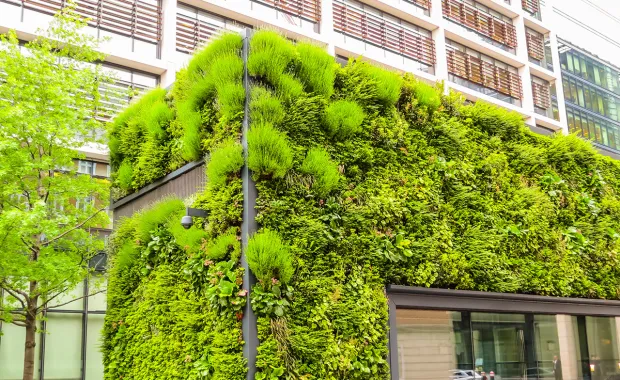 Plants growing on building