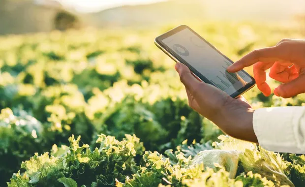 Person looking at analytics report near a cabbage field