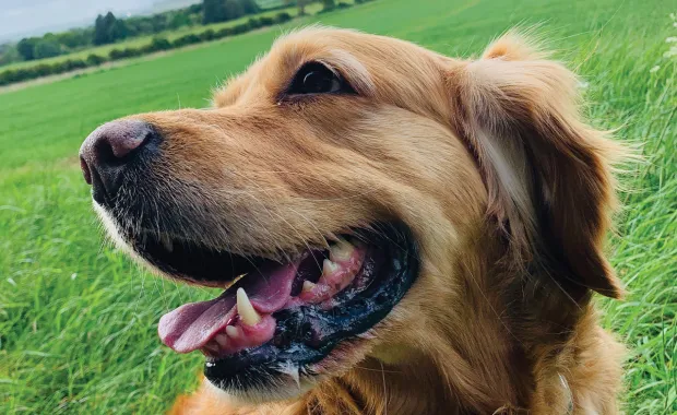 dog in a green field