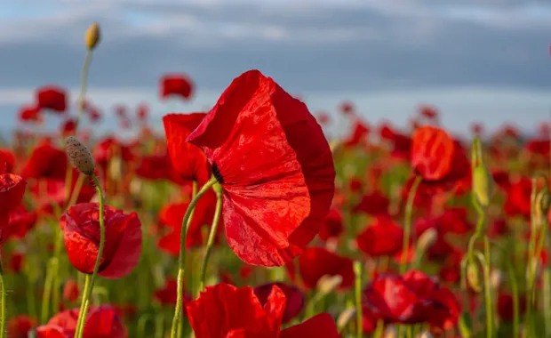 Why CGI supports the Armed Forces Covenant