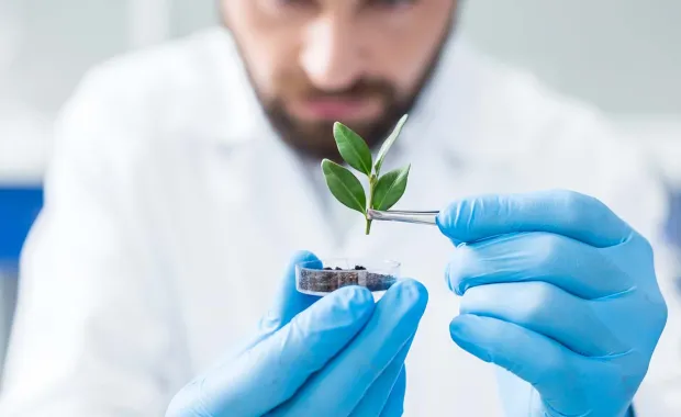 Researcher holding a plant with tweezers