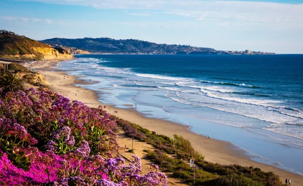 San Diego beach with purple flowers and waves crashing