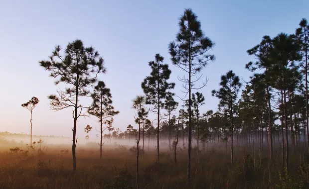 Grove of slash pines in Florida