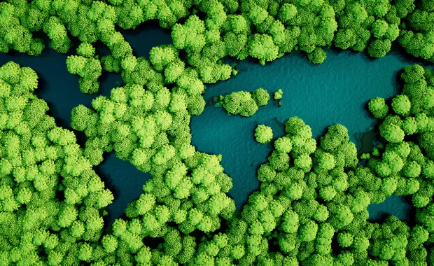 sustainability: view of trees and water from above