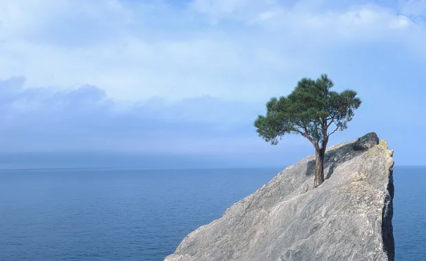 tree growing on rock in the ocean