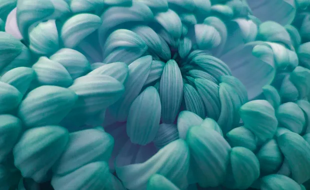 Turquoise flower