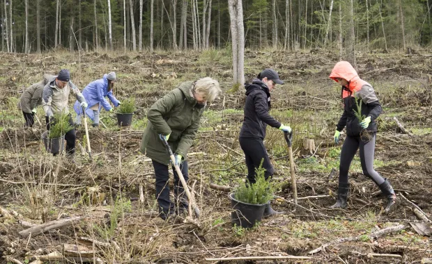 CGI volunteers planting trees