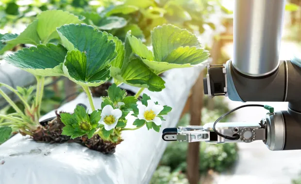 AI teknik används i ett växthus där vi ser en grön planta i närbild