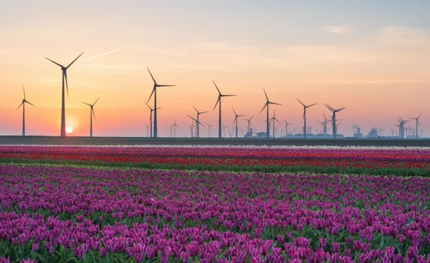 Windfarm in field at sunset