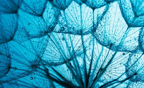 Nahaufnahme von Löwenzahn auf blauem Hintergrund