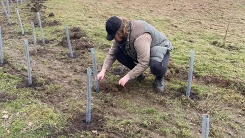 CGI volunteer planting a tree in a field at the Cornfield Project