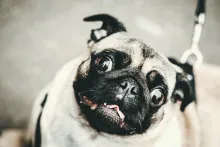 En mops, hund, tittar snett upp mot kameran