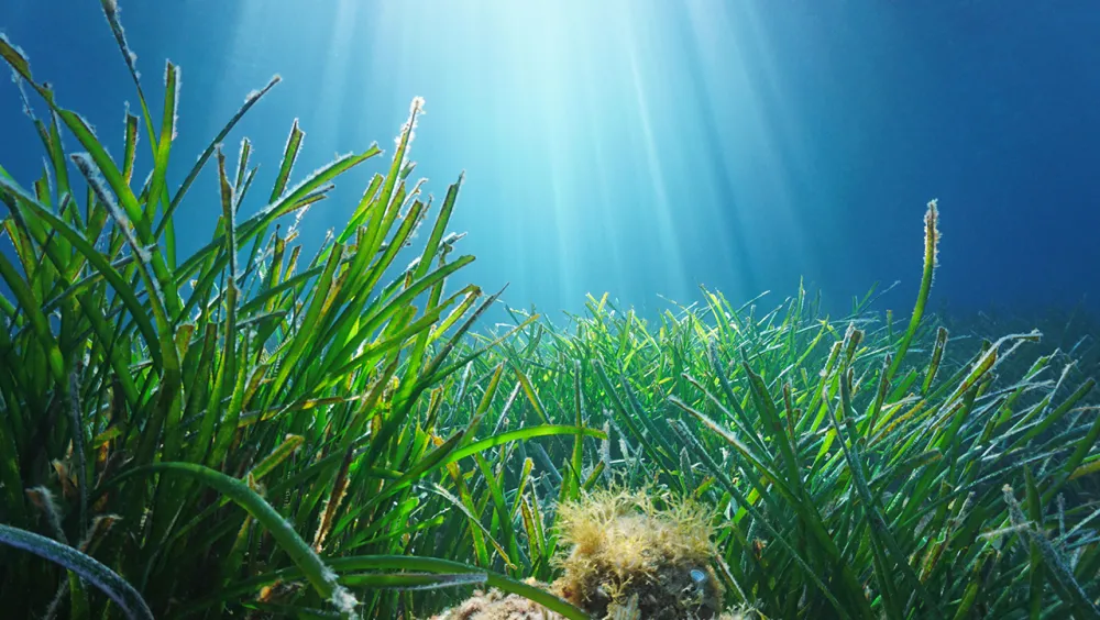 Partnering with Project Seagrass to use space data to reduce CO2