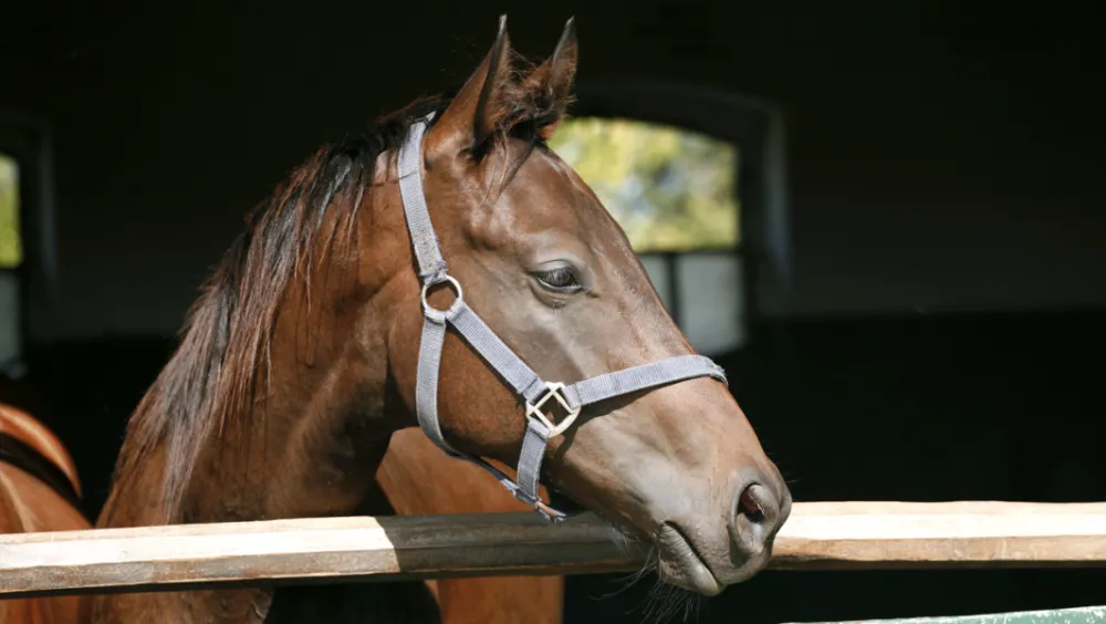 medium horse stable