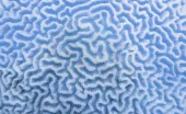 Abstract image Brain coral