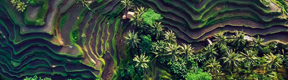 Ett tropiskt platålandskap med palmer i fågelperspektiv